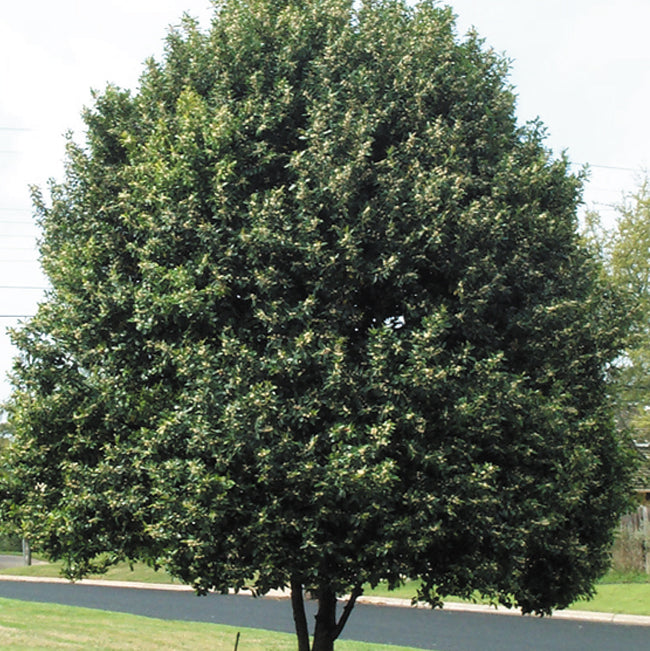 Carolina Cherry Laurel Column - Grow Bag - #28404