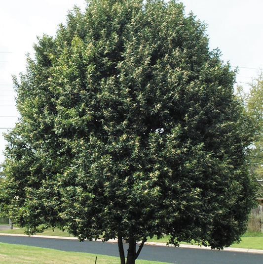 Carolina Cherry Laurel Column - Grow Bag - #28404