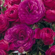 Rose Celestial Night - TNP - Floribunda - Tops N' Pots
