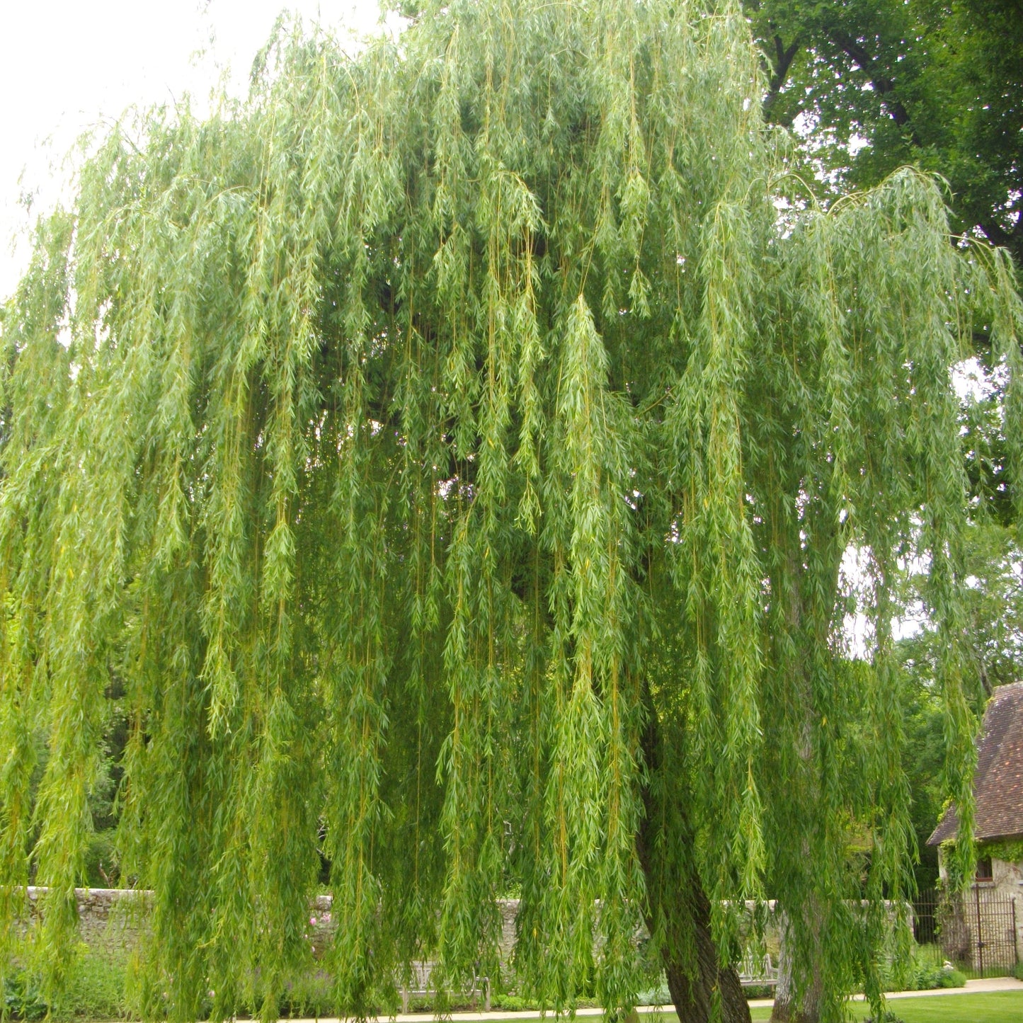 Weeping Willow - Grow Bag - #31727
