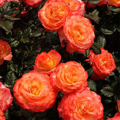 Rose Chihuly - Floribunda - TNP - #27828