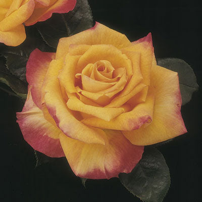 Rose Chris Evert TNP - Hybrid Tea - Tops N' Pots