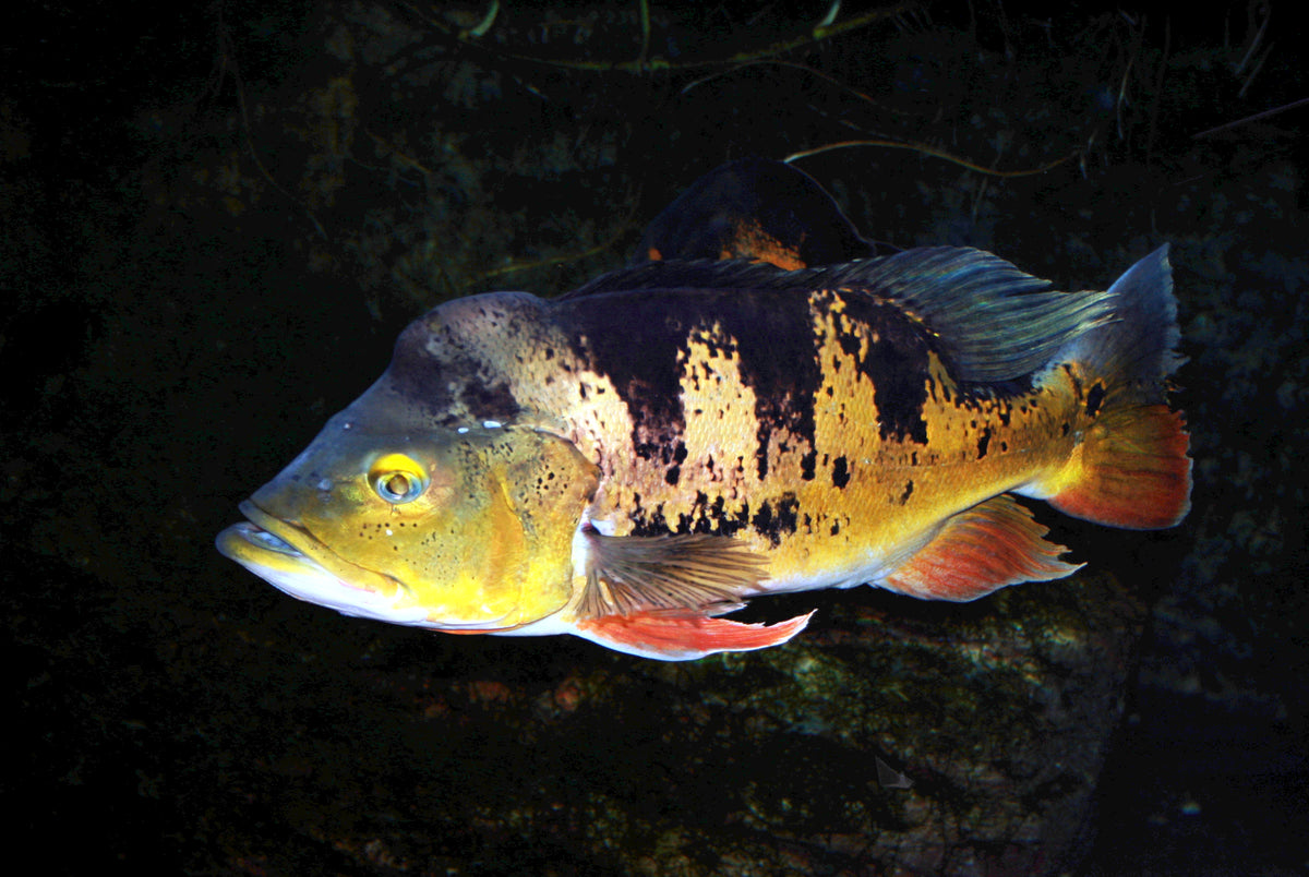 Butterfly Peacock Bass