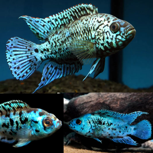 Electric Blue Jack Dempsey Cichlid Fish - #31335