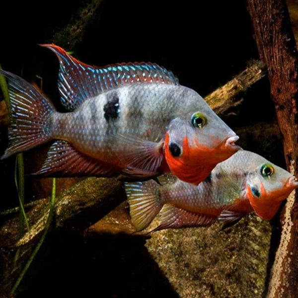 Firemouth Cichlids