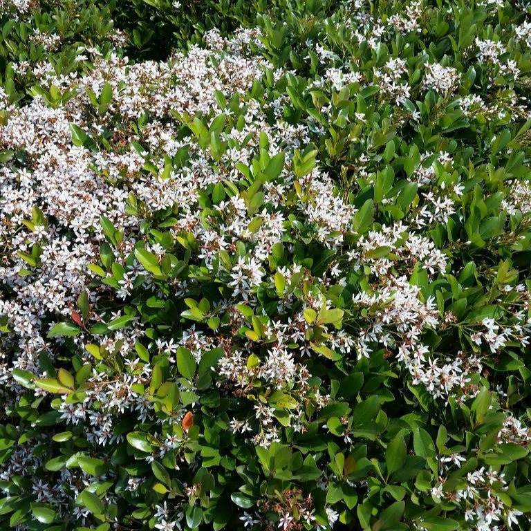 Hawthorn Indian 'Clara' - 5 Gallon - #167