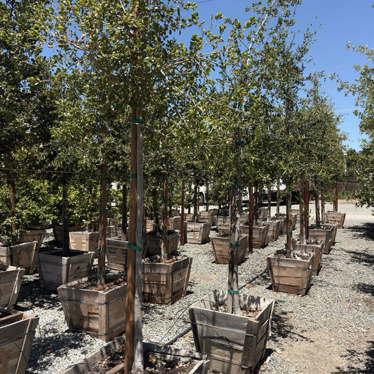 Southern Live Oak - 24" Box - #1337