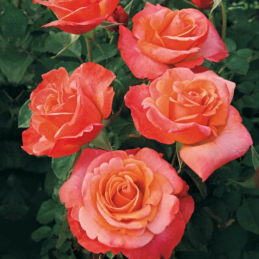 Rose Colorific - Floribunda - TNP
