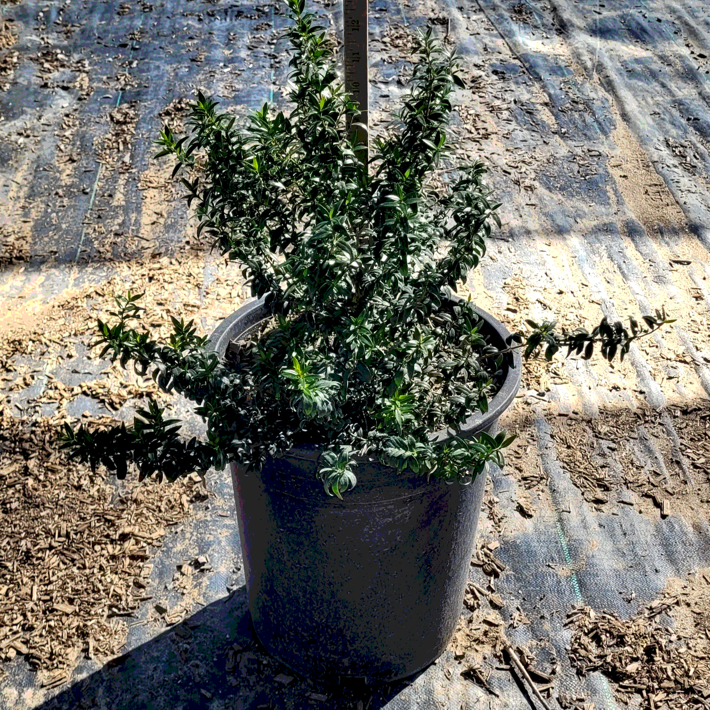 Myrtle 'Common Dwarf' - 5 Gallon - #2901
