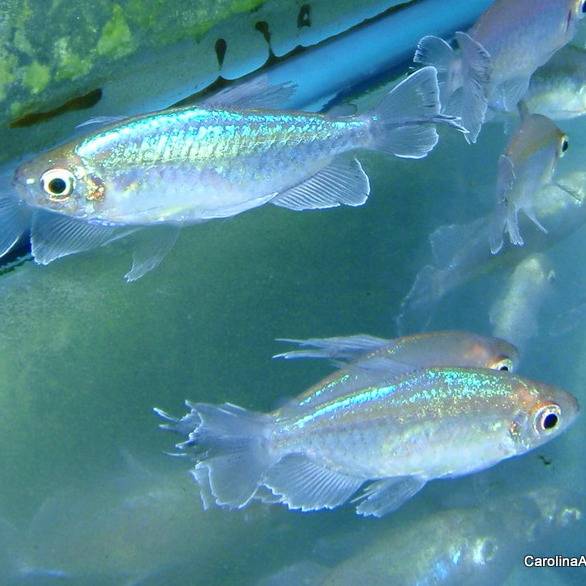 Congo Tetra Fish - #