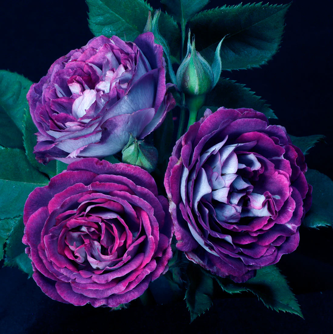 Rose Cosmic Clouds - Shrub - TNP - #32615
