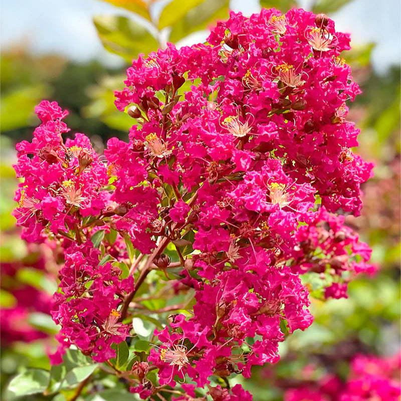 Crape Myrtle Assorted Colors - 18" Bag - 2019 - #27172