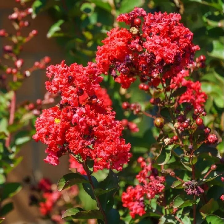Crape Myrtle 'Cherokee Red' Tree - 15 Gallon - #11657