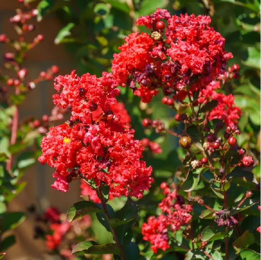 Crape Myrtle 'Cherokee Red' Tree - 15 Gallon - #11657