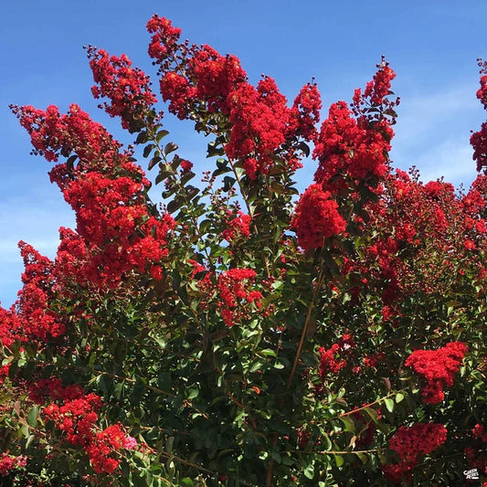 Dynamite Crape Myrtle -Single Trunk - 5 Gallon - #13474