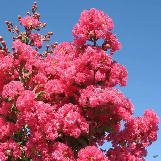 Tuscarora Crape Myrtle - Tree Form - 15 Gallon - #13097
