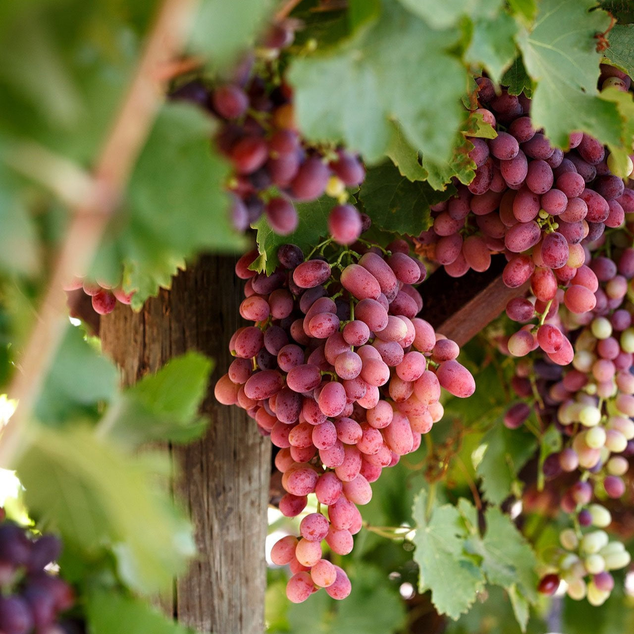 Grape 'Crimson Seedless' - 5 Gallon - #29748