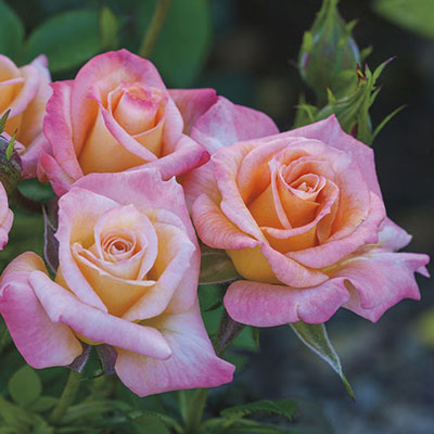 Rose Cutie Pie - Patio - TNP