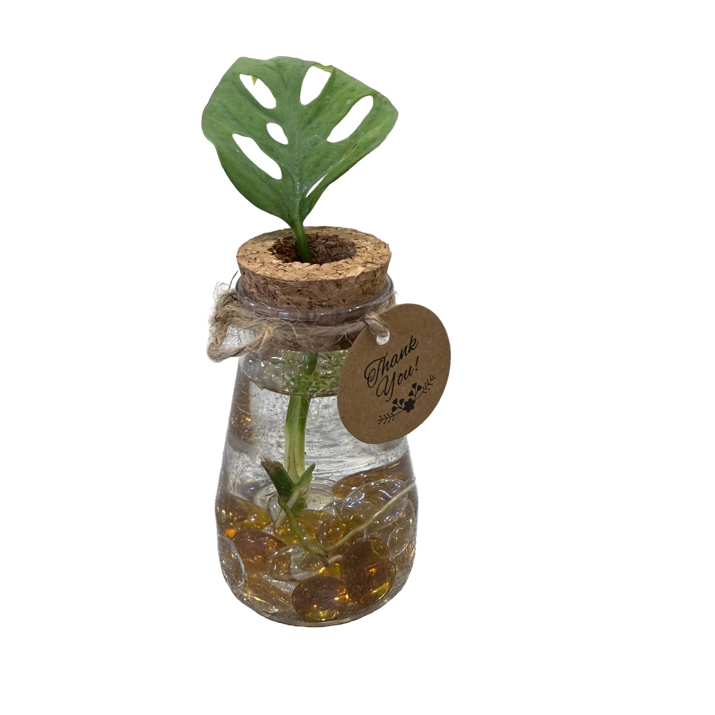 Plant in a Plastic Jar - 3.5" Tall - Small - #32439