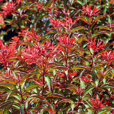 Red Firecracker Bush - 5 Gallon - #32821
