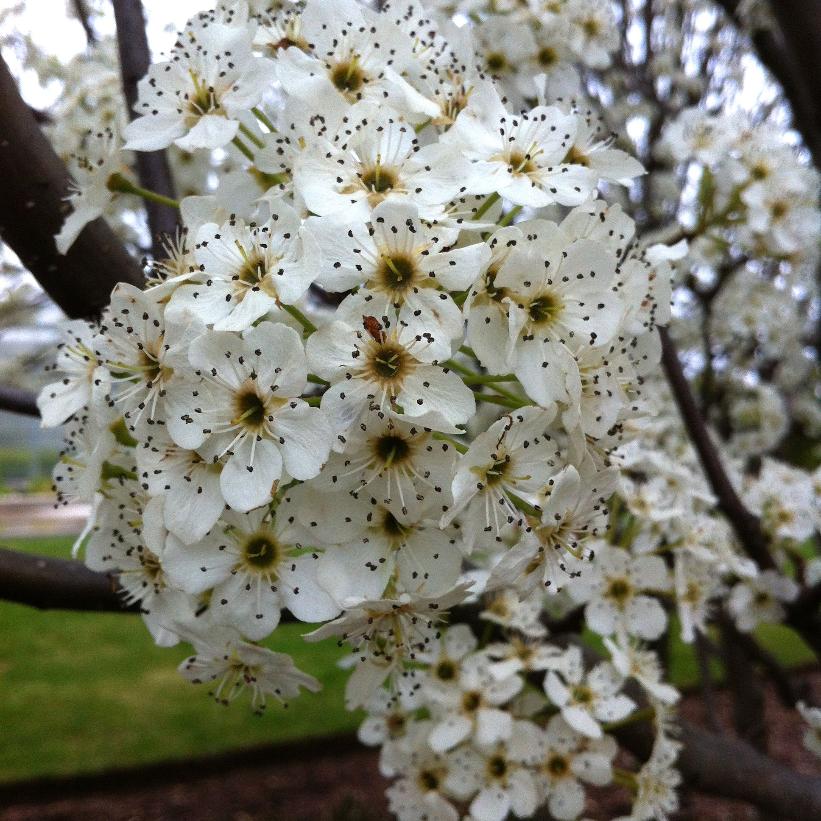Redspire Callery Pear - 15 Gallon - #28997