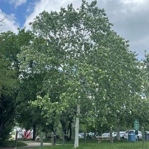 Mexican Sycamore - Grow Bag - #31725