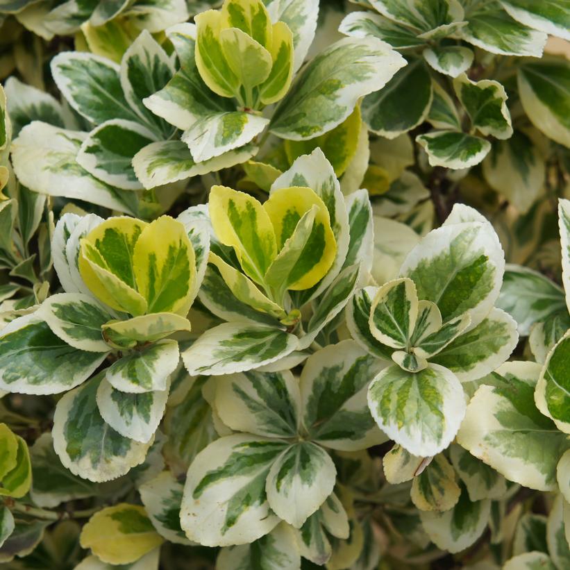 Silver Queen Euonymus - 1 Gallon - #27654