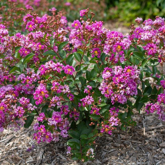 Bellini Grape Crape Myrtle - 2 Gallon - #33259