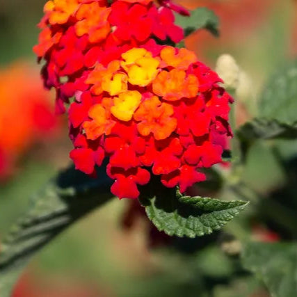 Lantana 'Dallas Red' - 1 Gallon - #1380