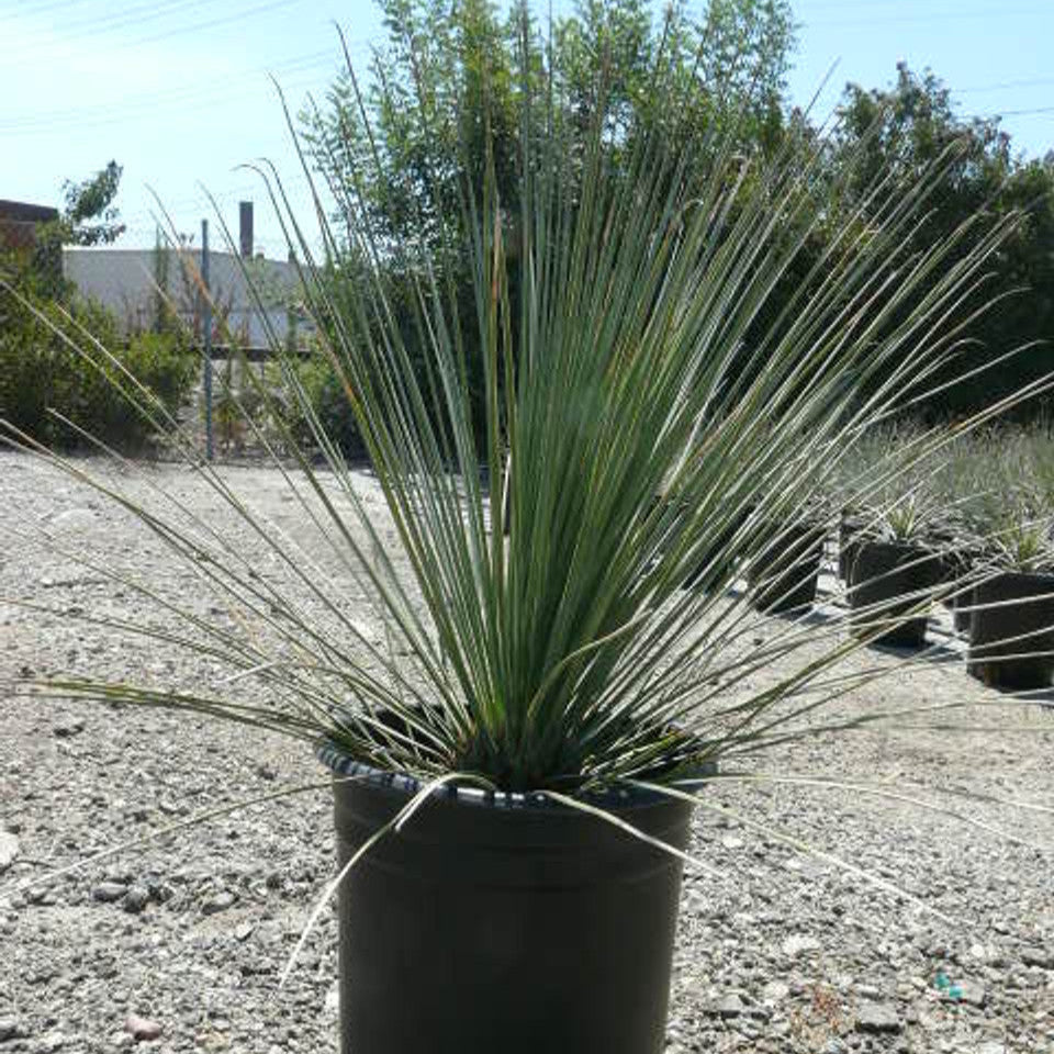 Grass Tree 'Mexican' - 5 Gallon - #28467