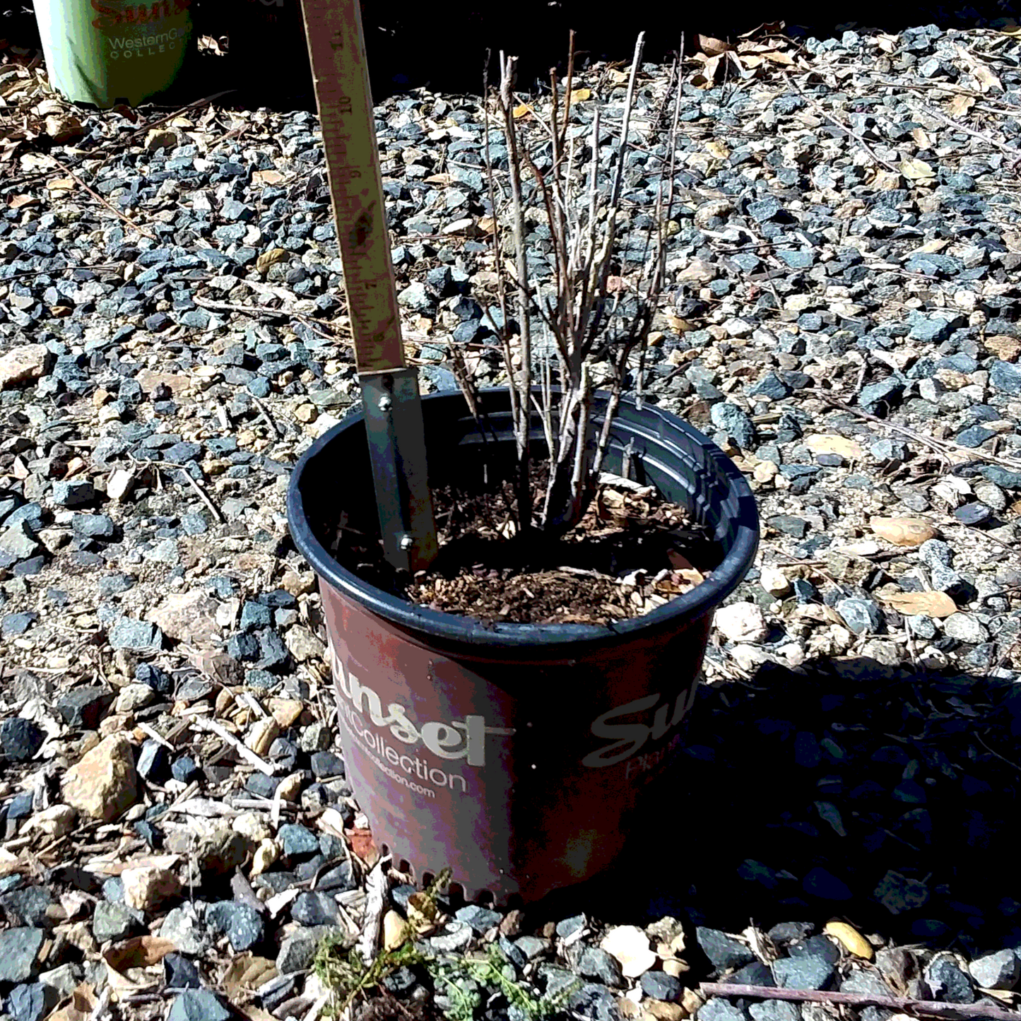 Crape Myrtle 'Delta Fuchsia' - 8 Inch - #31935