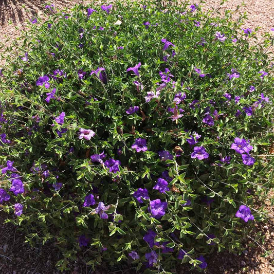 Ruellia 'Baja' Mexican Petunia - 5 Gallon - #1391