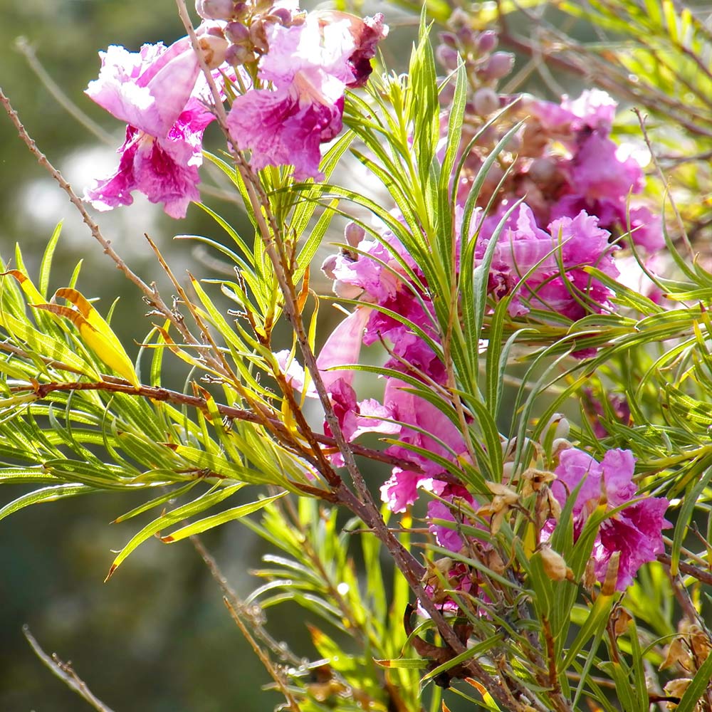 Bubba Jones Desert Willow MLT - 5 Gallon - #25968
