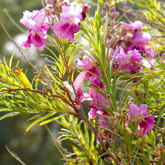 Bubba Jones Desert Willow MLT - 5 Gallon - #25968