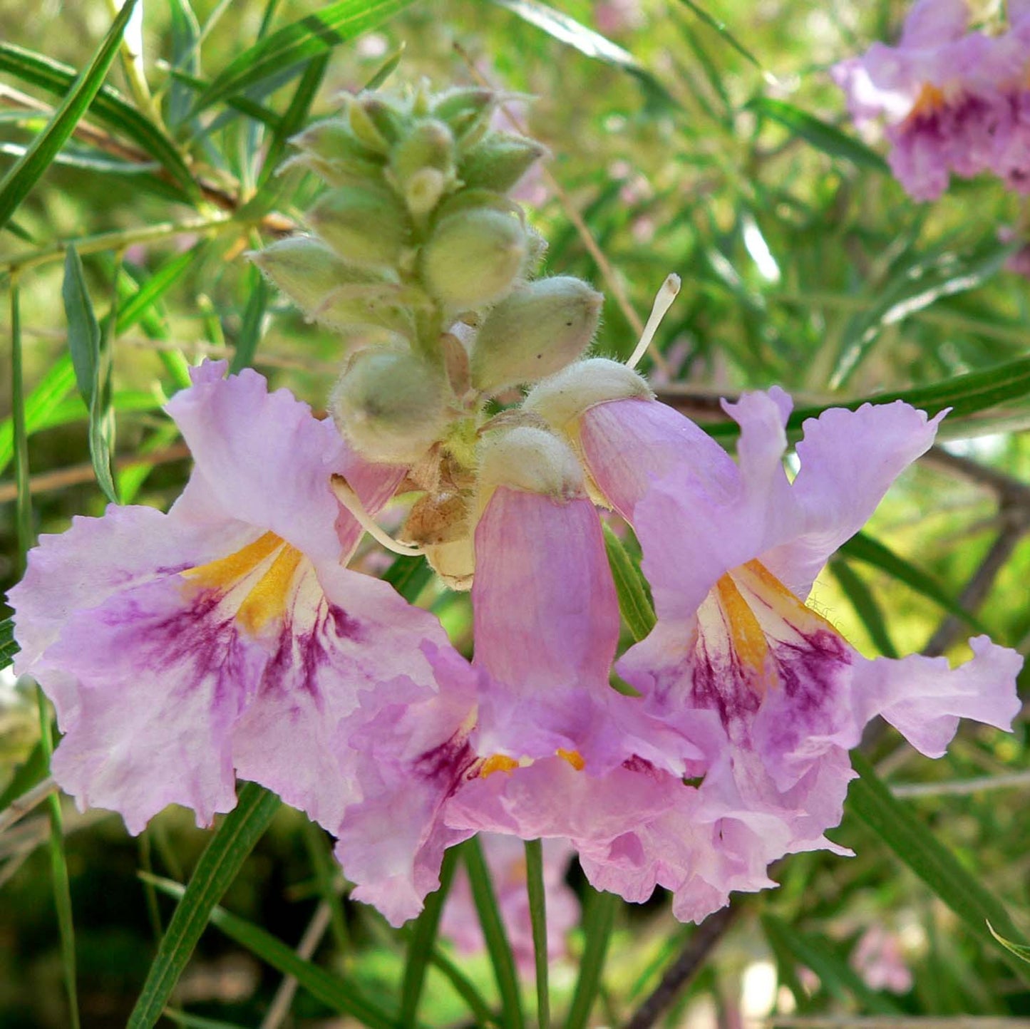 Bubba Desert Willow - 15 Gallon - #11613