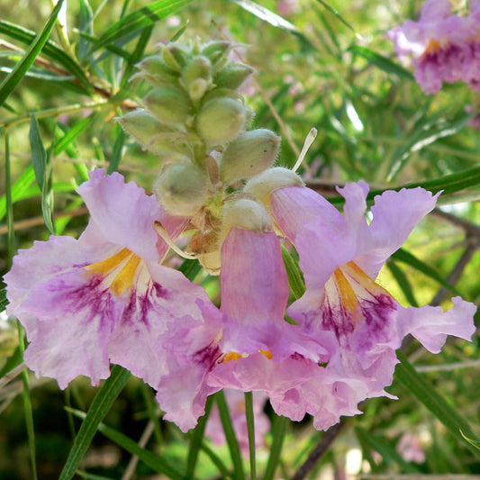 Bubba Desert Willow - 15 Gallon - #11613