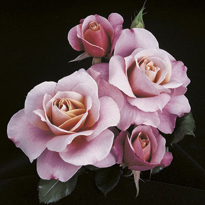 Rose Distant Drums - Floribunda - TNP - #29763