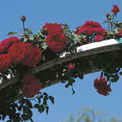 Rose Don Juan - Climber - TNP - #25019