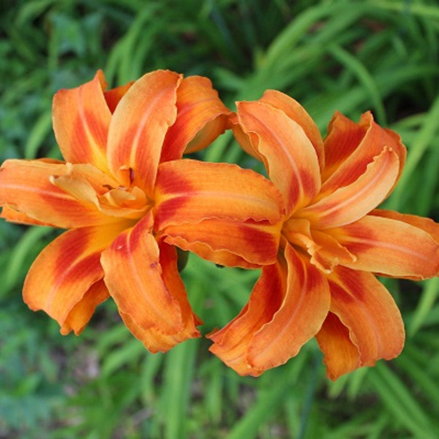 Orange Daylily - 1 Gallon - #27383