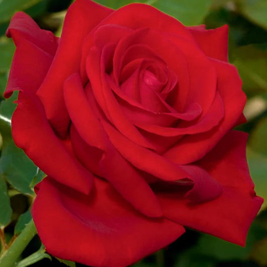Rose Drop Dead Red - Floribunda - TNP - #27795