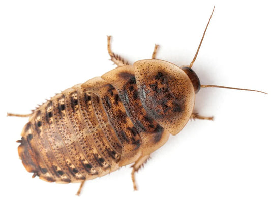 Roaches Dubia Extra Large - XL - 1.25" - 20 Count - #27185