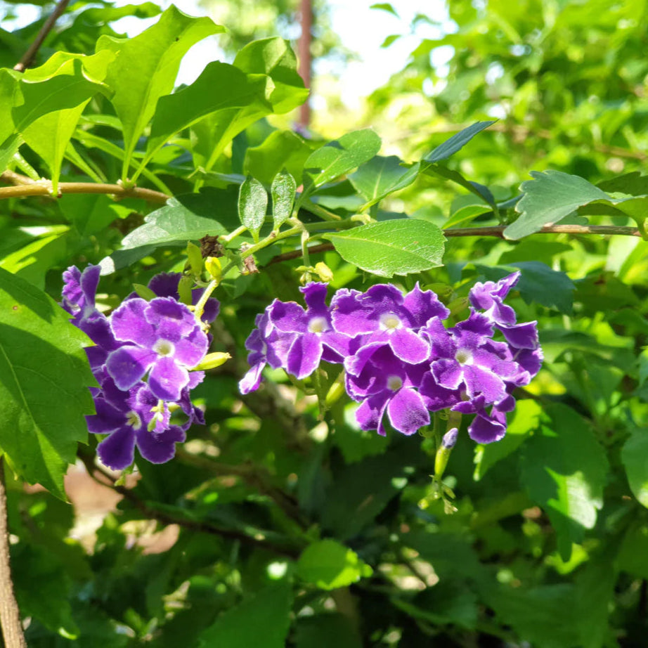 Duranta 'Dark Purple' / 'Pigeon Berry' - 5 Gallon - #31197