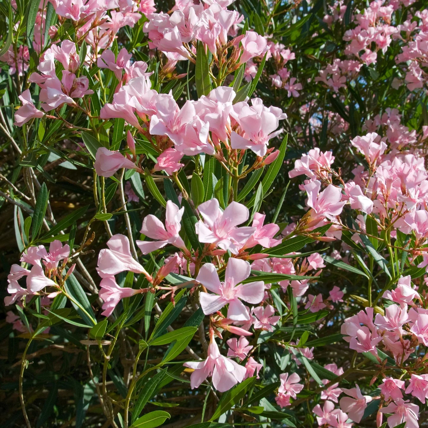 Pink Oleander - 1 Gallon - #3610