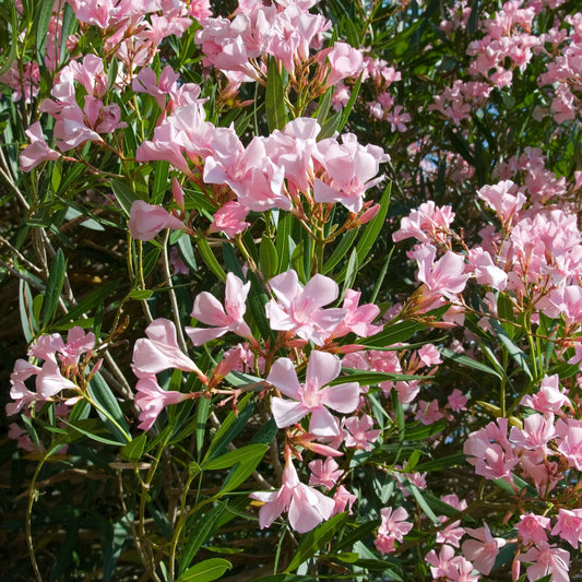 Pink Oleander - 1 Gallon - #3610