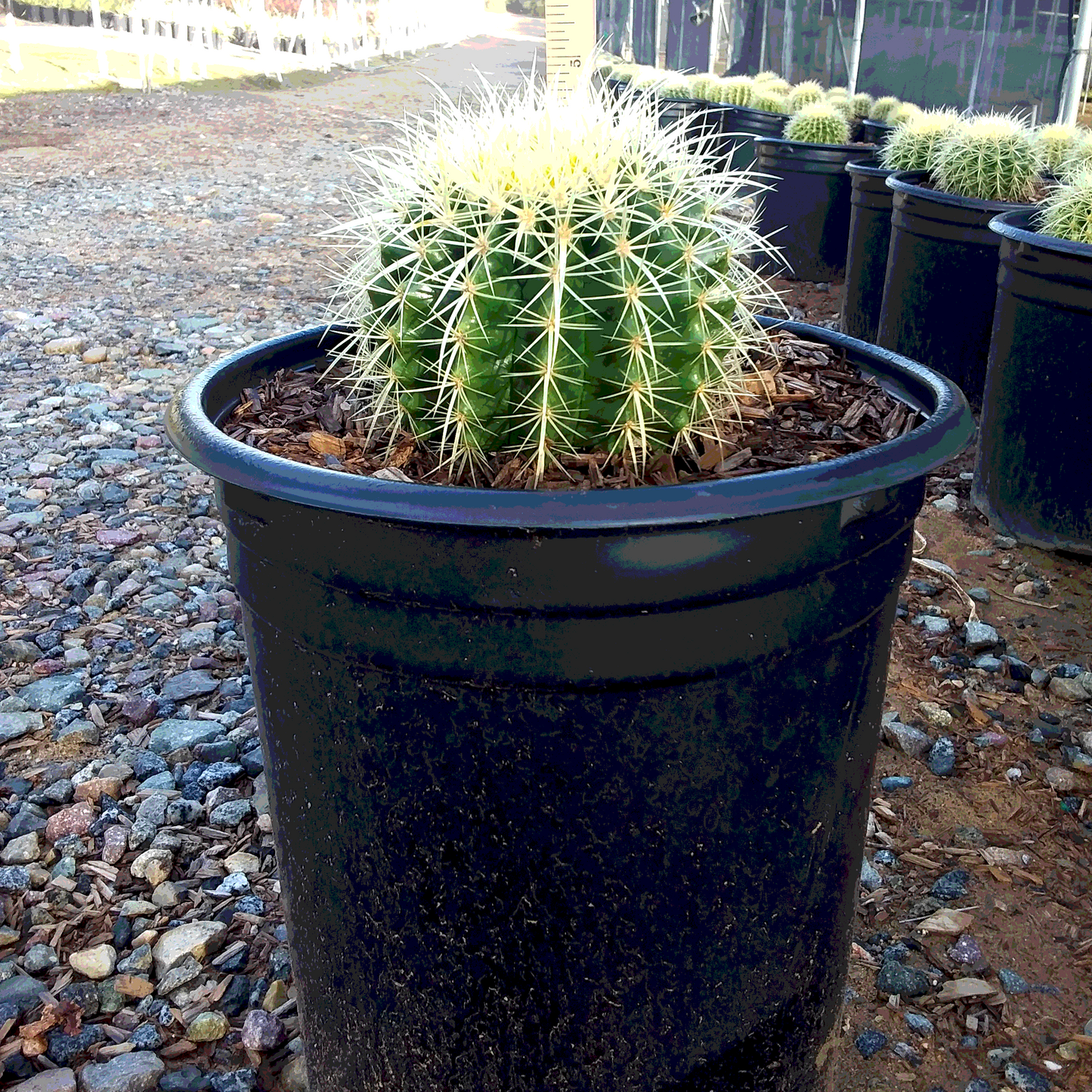 Golden Barrel Cactus - 5 Gallon - #551