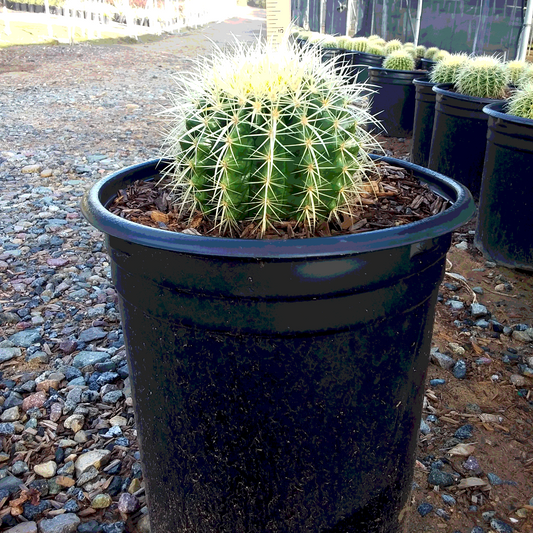 Golden Barrel Cactus - 5 Gallon - #551