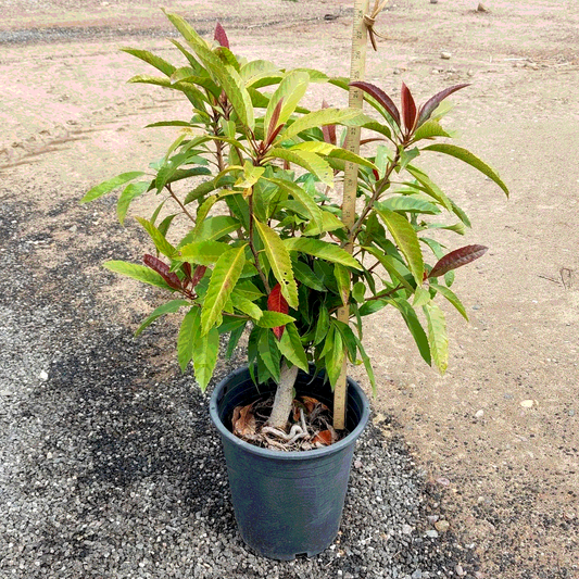 Bronze Loquat MLT - 5 Gallon - #17931