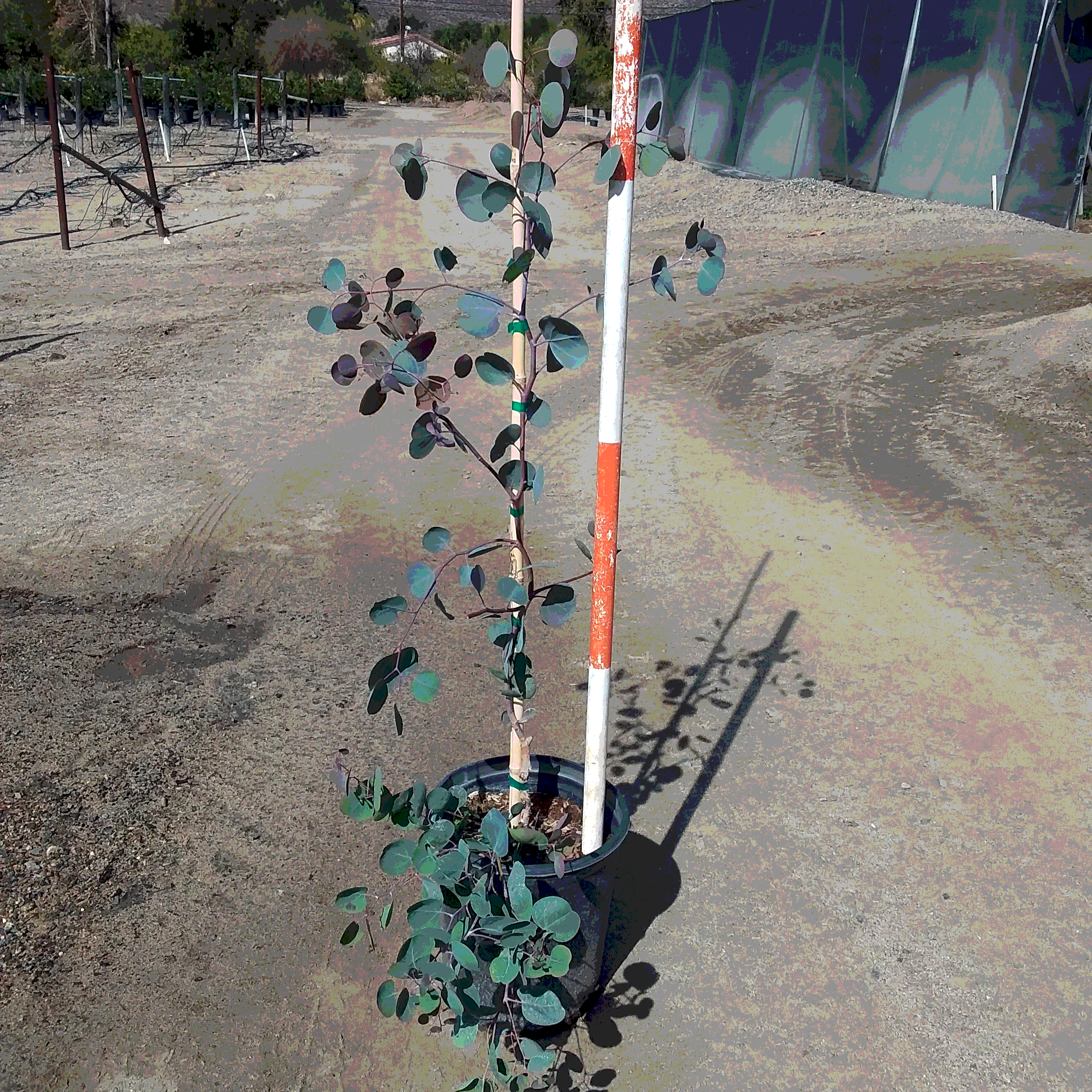 Eucalyptus 'Redbox' - 5 Gallon - #31915 - Special Order – Curtis ...