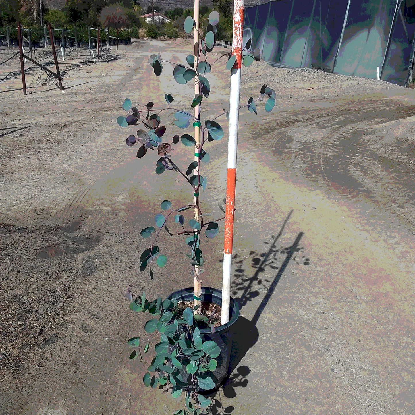 Eucalyptus 'Redbox' - 5 Gallon - #31915 - Special Order
