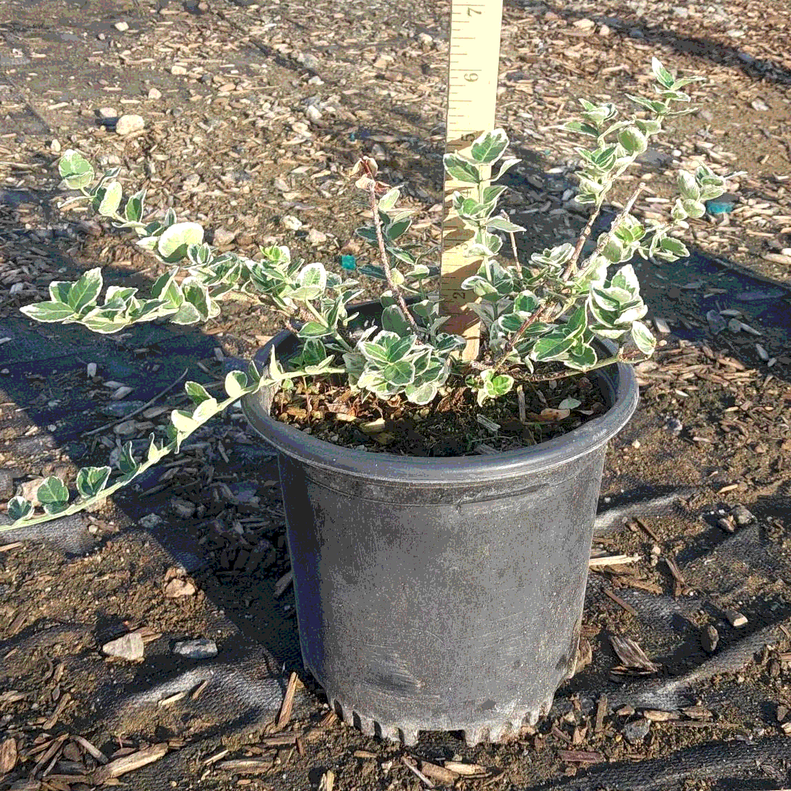 Euonymus 'Emerald Wintercreeper' - 1 Gallon - #32277